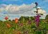 Natuurinclusief beeld van wilde bloemenweide