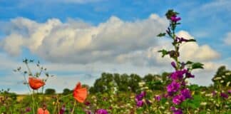 Natuurinclusief beeld van wilde bloemenweide