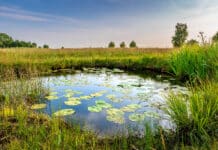 Biodiversiteit onder druk. (Foto: Shutterstock)