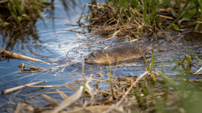 muskusratten